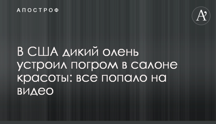 У США дикий олень влаштував погром в салоні краси: все потрапило на відео