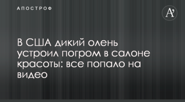 У США дикий олень влаштував погром в салоні краси: все потрапило на відео