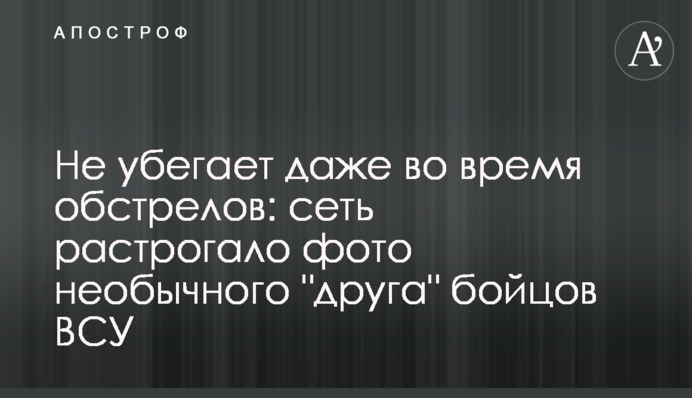 Не убегает даже во время обстрелов: сеть растрогало фото необычного 