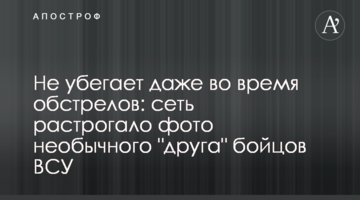 Не убегает даже во время обстрелов: сеть растрогало фото необычного "друга" бойцов ВСУ