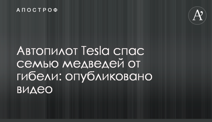Автопілот Tesla врятував сім'ю ведмедів від загибелі: опубліковано відео