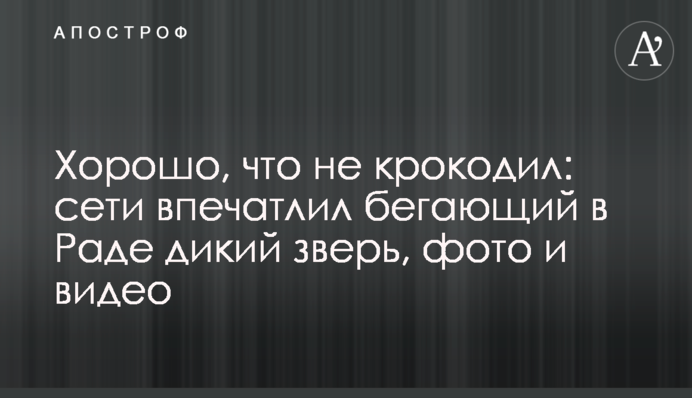 Хорошо, что не крокодил: сети впечатлил бегающий в Раде дикий зверь, фото и видео