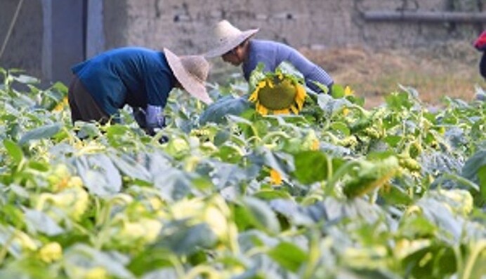 Китай буквально 