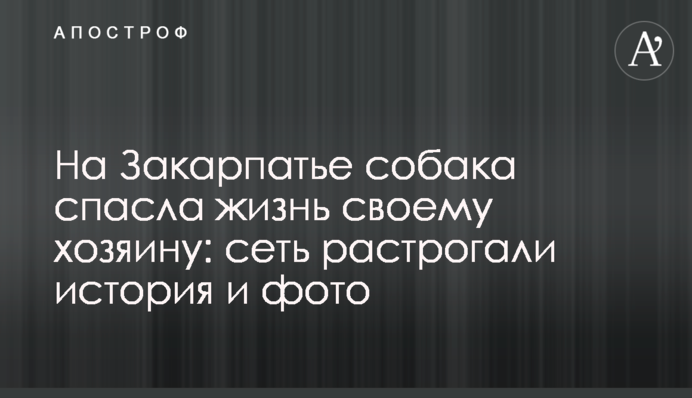 На Закарпатті собака врятувала життя своєму господареві: мережу зворушила історія та фото