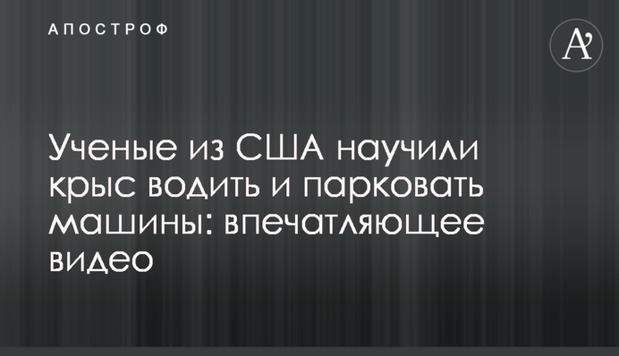 Ученые из США научили крыс водить  и парковать машины: впечатляющее видео