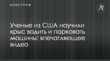 Вчені з США навчили щурів водити і паркувати машини: вражаюче відео
