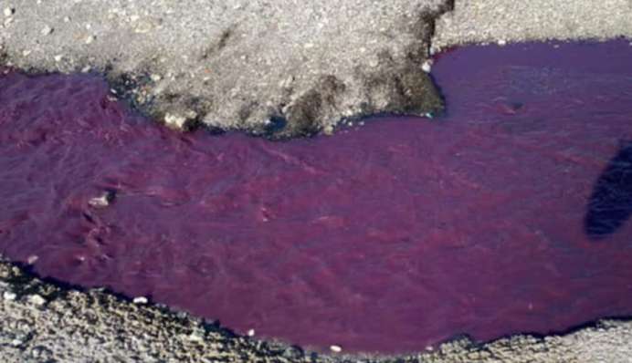 Море стало фиолетовым: в оккупированном Крыму случилось экологическое ЧП, фото и видео