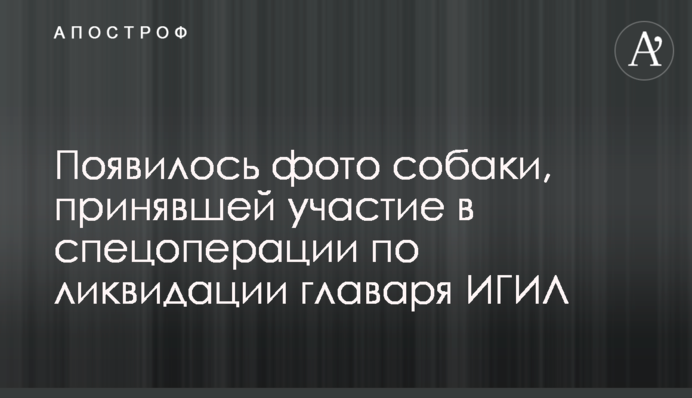 Появилось фото собаки, принявшей участие в спецоперации по ликвидации главаря ИГИЛ