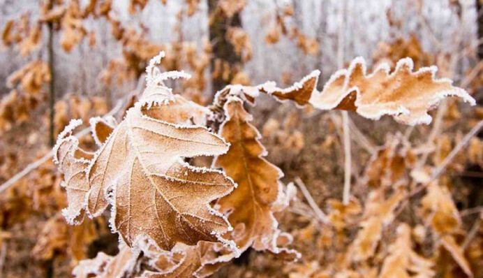 До 4 градусів морозу: синоптики уточнили прогноз на 31 жовтня