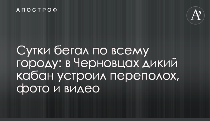 Добу бігав по всьому місту: у Чернівцях дикий кабан влаштував переполох, фото і відео