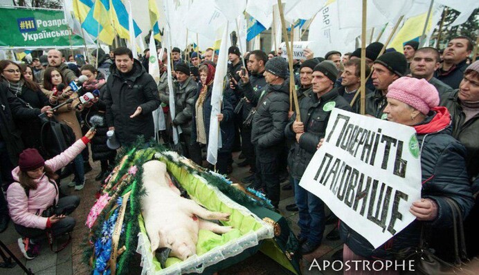 Под стены Рады противники рынка земли принесли свинью: эксклюзивные фото