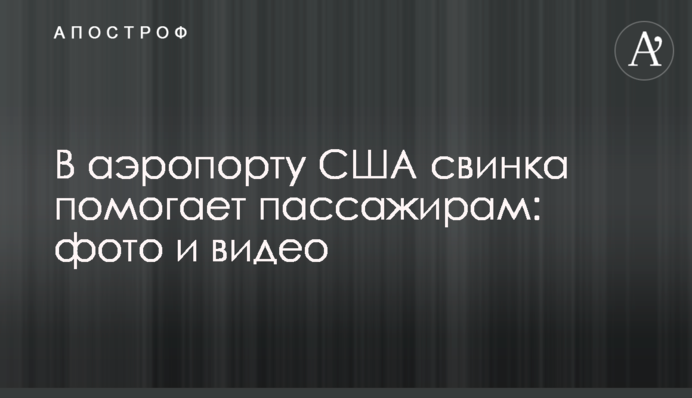 В аеропорту США свинка допомагає пасажирам: фото і відео