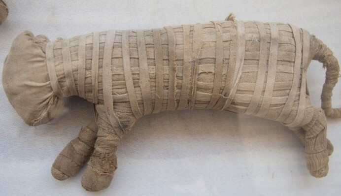 Археологи вперше показали мумії тварин, виявлених в стародавній гробниці: фото