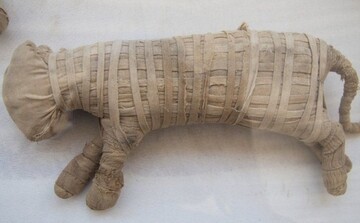 Археологи впервые показали мумии животных, обнаруженных в древней гробнице: фото