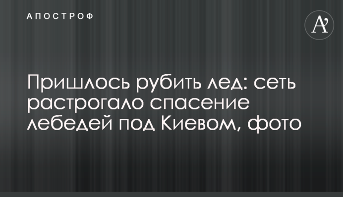 Пришлось рубить лед: сеть растрогало спасение лебедей под Киевом, фото