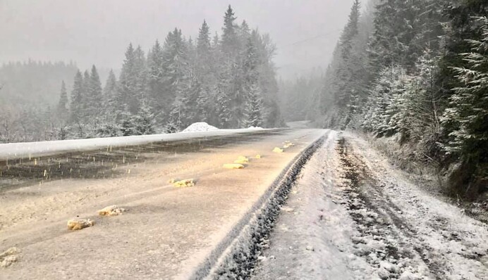 Настоящая зимняя сказка: появились яркие фото засыпанных снегом Карпат