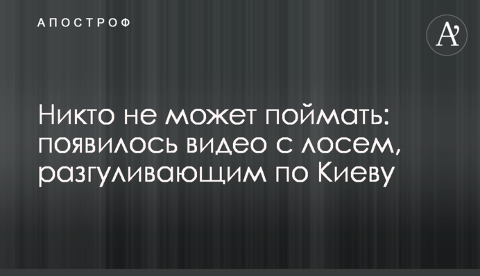 Ніхто не може зловити: з'явилося відео з лосем, що розгулює по Києву