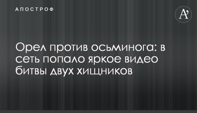 Орел проти восьминога: в мережу потрапило яскраве відео битви двох хижаків