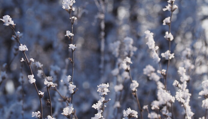 В Украине из-за аномального тепла начали цвести деревья: фото