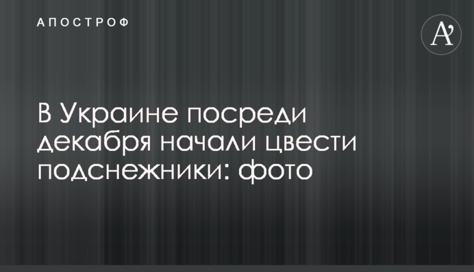 В Україні в середині грудня почали цвісти проліски: фото