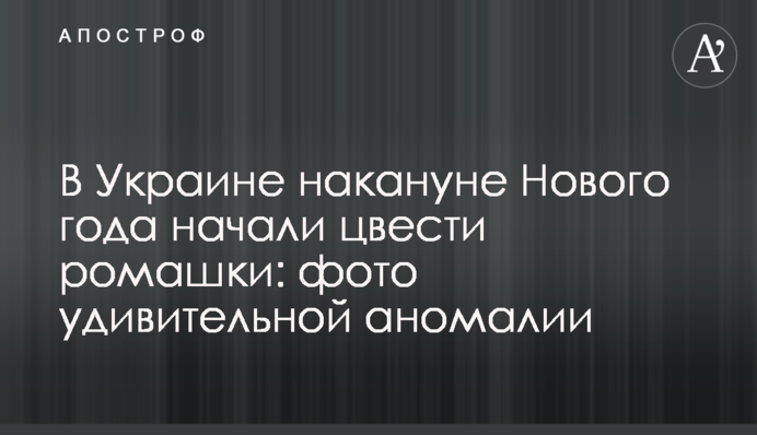В Україні напередодні Нового року почали цвісти ромашки: фото дивовижної аномалії