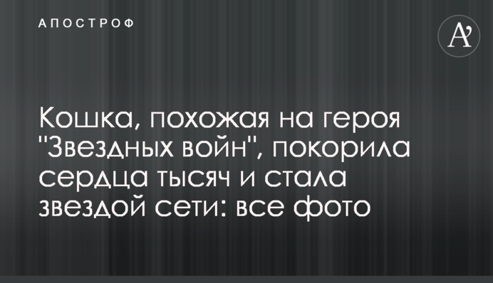 Кошка, похожая на героя 