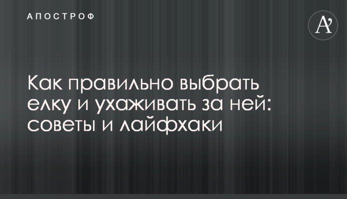 Как правильно выбрать елку и ухаживать за ней: советы и лайфхаки