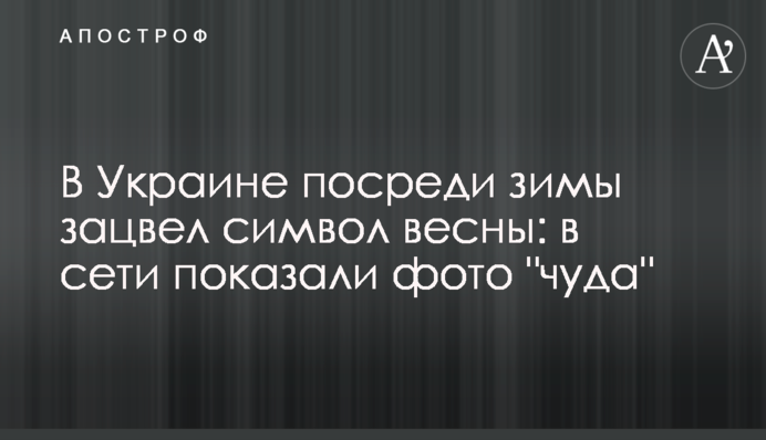 В Україні посеред зими зацвів символ весни: в мережі показали фото 