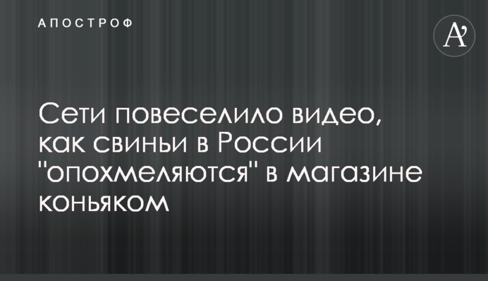 Сети повеселило видео, как свиньи в России 