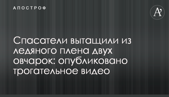 Рятувальники витягли з крижаного полону двох вівчарок: опубліковано зворушливе відео