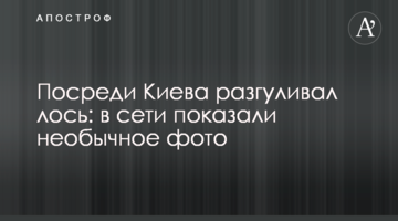 Посеред Києва розгулював лось: в мережі показали незвичайне фото