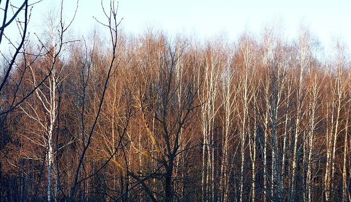 Даже без намеков на зиму: синоптики уточнили прогноз на 14 января