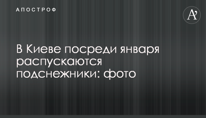 В Киеве посреди января распускаются подснежники: фото