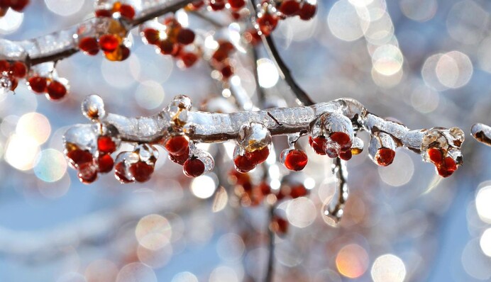 Синоптики розповіли, де в Україні вдарять морози до 8 градусів: карта