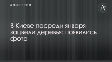 У Києві серед січня зацвіли дерева: з'явилися фото