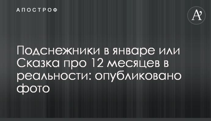 Проліски в січні або Казка про 12 місяців в реальності: опубліковано фото