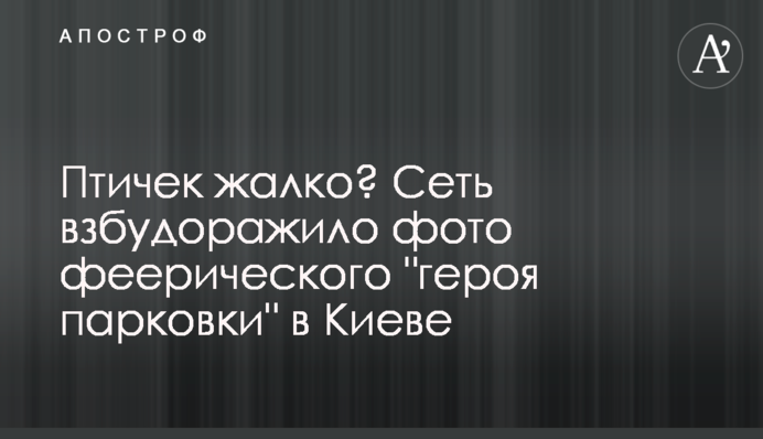 Птичек жалко? Сеть взбудоражило фото феерического 