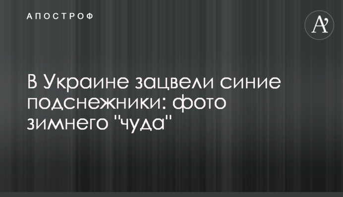 В Україні зацвіли проліски: фото зимового 