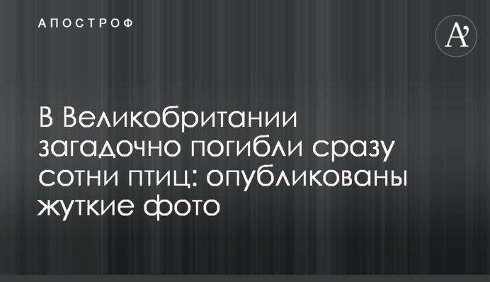 В Великобритании загадочно погибли сразу сотни птиц: опубликованы жуткие фото