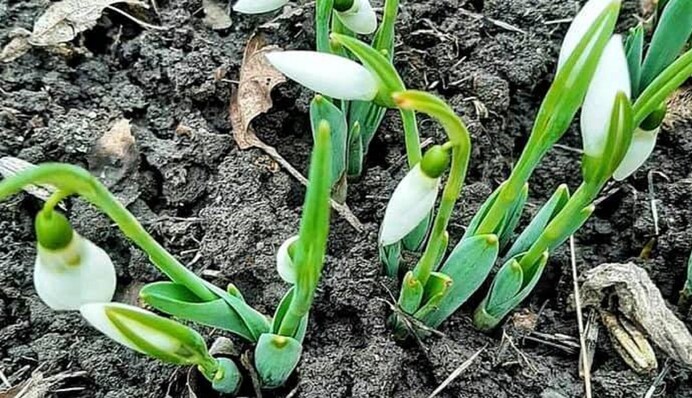 Водохресні проліски: в мережі показали фото весняного 