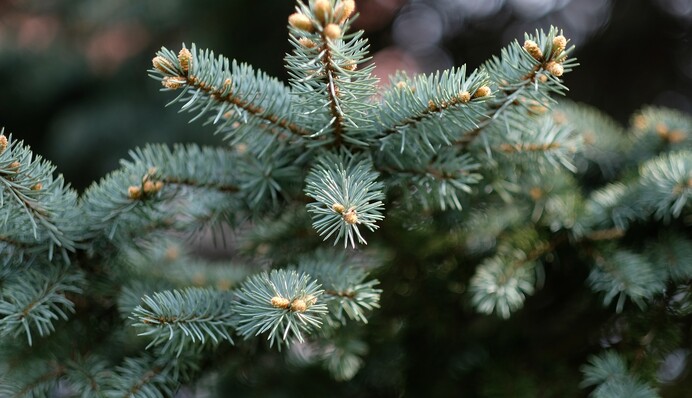 Аномальная зима продолжается: синоптики дали свежий прогноз