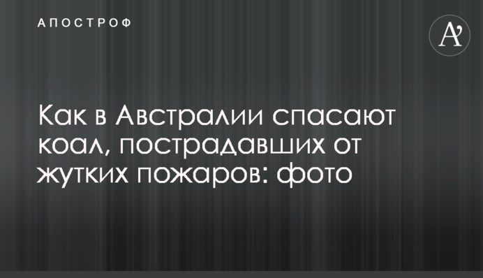 Як в Австралії рятують коал, які постраждали від страшних пожеж: фото