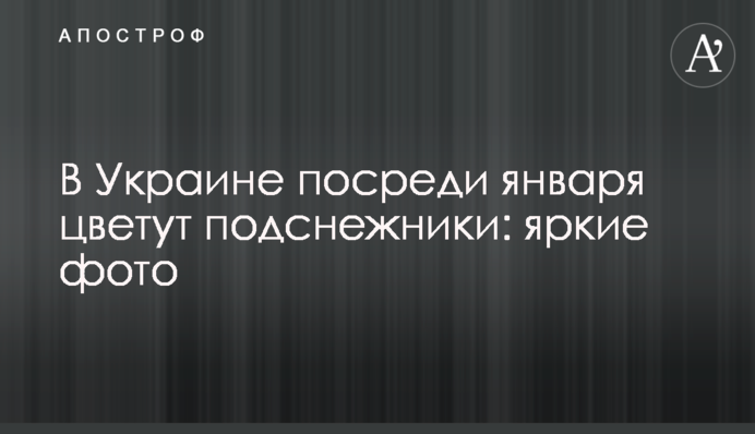 В Україні серед січня цвітуть проліски: яскраві фото
