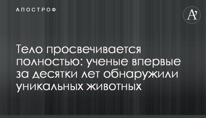 Тело просвечивается полностью: ученые впервые за десятки лет обнаружили уникальных животных