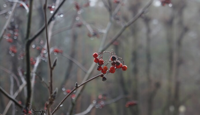 Чим обернеться для України безсніжна зима: еколог розповів про проблеми