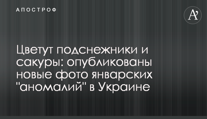 Цвітуть проліски і сакури: опубліковано нові фото січневих 
