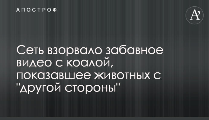 Мережу підірвало веселе відео з коалою, яке показало тварин з 