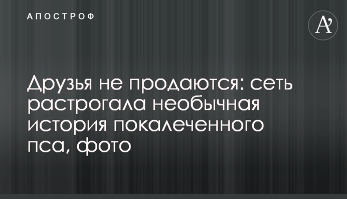 Друзья не продаются: сеть растрогала необычная история покалеченного пса, фото