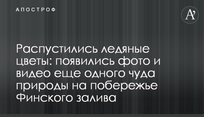 Розпустилися крижані квіти: з'явилися фото і відео ще одного дива природи на узбережжі Фінської затоки