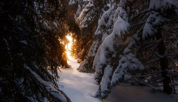 Карпаты засыпало снегом: опубликованы сказочные фото